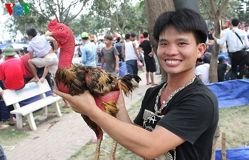 Cockfighting: long-standing form of popular entertainment  - ảnh 5